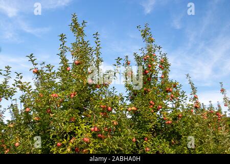 Leuchtend rote reife Äpfel auf einem Apfelbaum bereit in Pennsylvania abgeholt zu werden, USA Stockfoto