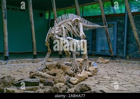 TSKALTUBO GEORGIEN - JULE 18, 2019: Skelett eines Dinosauriers, in Sataplia Nature Reserve in der Nähe von Kutaissi, Georgien befindet. Aufklärung über exstinct anim Stockfoto