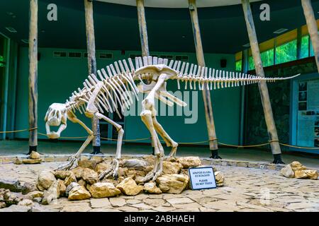 TSKALTUBO GEORGIEN - JULE 18, 2019: Skelett eines Dinosauriers, in Sataplia Nature Reserve in der Nähe von Kutaissi, Georgien befindet. Aufklärung über exstinct anim Stockfoto