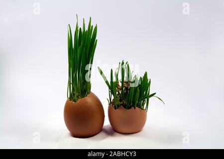 Weizen sprießen in Eierschalen Stockfoto