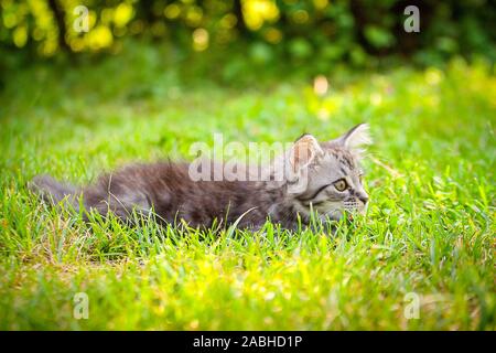 Junge Katze Kätzchen auf der grünen Wiese. Kleine gestreifte Katze liegt auf grünem Gras. Erschrocken Tier. Zecken und Flöhe im grünen Gras. Gefahr für Tiere Stockfoto