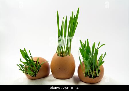 Weizen sprießen in Eierschalen Stockfoto