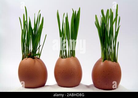 Weizen sprießen in Eierschalen Stockfoto