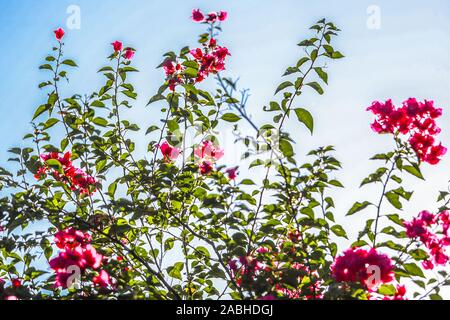 Bugambilia Blumen. Flores de Bugambilia. Alamos, Sonora Mexico, eine magische und Kolonialstadt. Diese mexikanische Villa wurde als Real de Los Alamos oder L bekannt Stockfoto