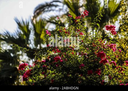 Bugambilia Blumen. Flores de Bugambilia. Alamos, Sonora Mexico, eine magische und Kolonialstadt. Diese mexikanische Villa wurde als Real de Los Alamos oder L bekannt Stockfoto