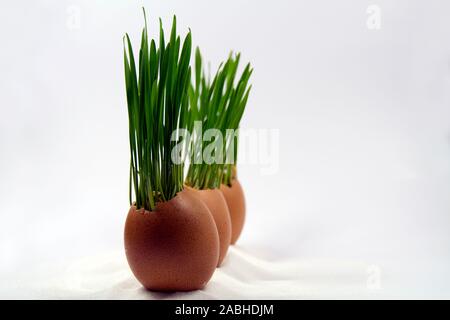 Weizen sprießen in Eierschalen Stockfoto