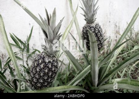 Kleine Ananas in einem Blumenbeet Wachsende Stockfoto