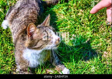 Eine junge Katze im Gras liegen und aufmerksam mit einem Finger. Stockfoto