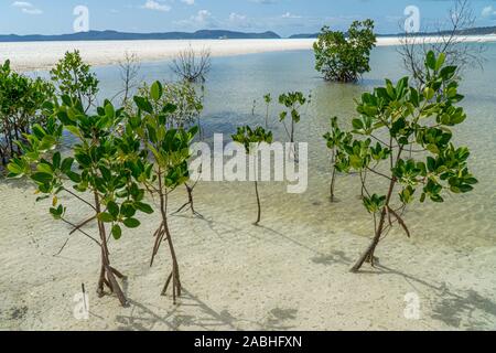 Der weisse Strand der Whitsunday Inseln in Australien, die aus 99 Prozent Quarzsand, und dem azurblauen Meer Stockfoto