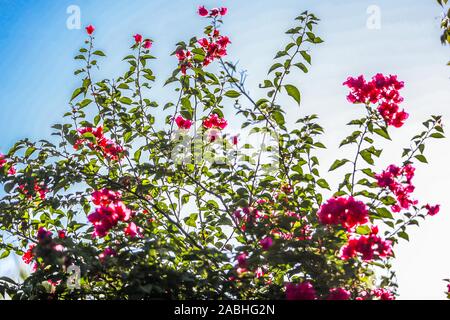 Bugambilia Blumen. Flores de Bugambilia. Alamos, Sonora Mexico, eine magische und Kolonialstadt. Diese mexikanische Villa wurde als Real de Los Alamos oder L bekannt Stockfoto