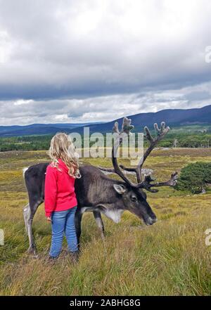 Die Cairngorm Reindeer Herde ist Großbritanniens nur frei Herde von Rentieren in die Cairngorm Mountains in Schottland gefunden Stockfoto