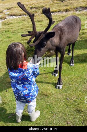 Die Cairngorm Reindeer Herde ist Großbritanniens nur frei Herde von Rentieren in die Cairngorm Mountains in Schottland gefunden Stockfoto