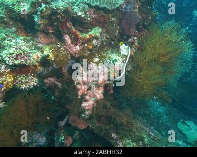 Eine weiche Korallen wachsen auf dem Wrack der USAT Liberty in Tulamben auf Bali Stockfoto
