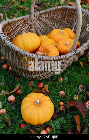 Sweet Orange Kürbis und Korb von Jack Kleine Kürbisse werden auf Gras mit Holzäpfel abgedeckt Stockfoto