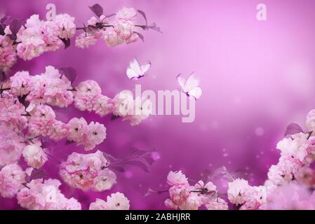 Niederlassungen der blühenden Aprikose auf rosa Hintergrund mit weißen Schmetterlingen. Schöne Blumen Frühling abstrakt Hintergrund der Natur. Für Hochzeit, Ostern