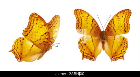 Zwei schöne gelbe Schmetterlinge. Orange Vindula erota auf weißem Hintergrund. Butterfly mit ausgebreiteten Flügeln und im Flug. Stockfoto