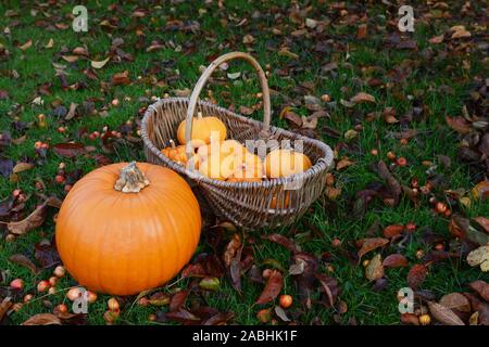 Reife Kürbis und Korb voller mini Kürbisse in einem herbstlichen Garten in Laub und Holzäpfel abgedeckt Stockfoto