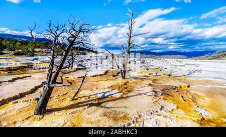 Tote Bäume durch Mineral reichen Gewässern und Dämpfe, die in der Nähe der Kanarischen Frühling auf der Hauptterrasse von Mammut Quellen im Yellowstone Nationalpark, WY, USA Stockfoto