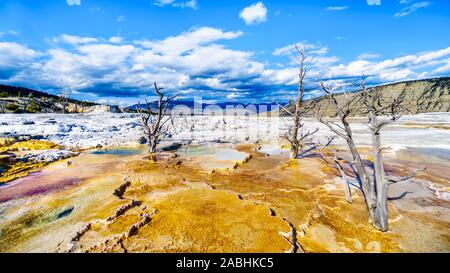 Tote Bäume durch Mineral reichen Gewässern und Dämpfe, die in der Nähe der Kanarischen Frühling auf der Hauptterrasse von Mammut Quellen im Yellowstone Nationalpark, WY, USA