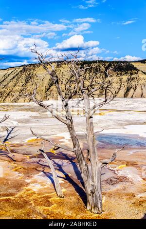 Tote Bäume durch Mineral reichen Gewässern und Dämpfe, die in der Nähe der Kanarischen Frühling auf der Hauptterrasse von Mammut Quellen im Yellowstone Nationalpark, WY, USA Stockfoto