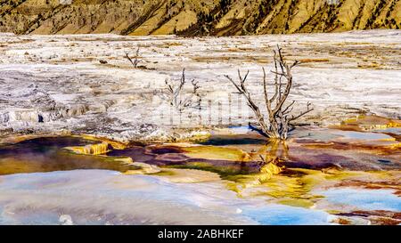 Tote Bäume durch Mineral reichen Gewässern und Dämpfe, die in der Nähe der Kanarischen Frühling auf der Hauptterrasse von Mammut Quellen im Yellowstone Nationalpark, WY, USA Stockfoto