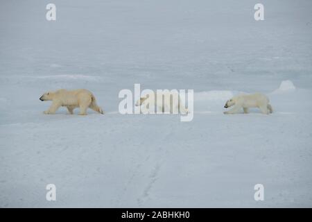 Russland, hohe Arktis, Franz Josef Land. Polar Bear (WILD: Ursus maritimus), Buchse mit zwei Jungen am Eis. Stockfoto