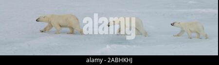 Russland, hohe Arktis, Franz Josef Land. Polar Bear (WILD: Ursus maritimus), Buchse mit zwei Jungen am Eis. Stockfoto