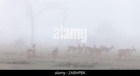 Am frühen Morgen Nebel im Tal mit weiblichen Impala Beweidung in die offene, weite Landschaft Format, Ol Pejeta Conservancy, Laikipia, Kenia, Afrika Stockfoto