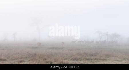 Am frühen Morgen Nebel im Tal mit weiblichen Impala Beweidung in die offene, weite Landschaft Format, Ol Pejeta Conservancy, Laikipia, Kenia, Afrika Stockfoto