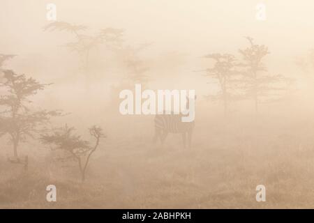 Am frühen Morgen Nebel im Tal mit einem Zebra unter den Bäumen, Querformat, Ol Pejeta Conservancy, Laikipia, Kenia, Afrika Stockfoto