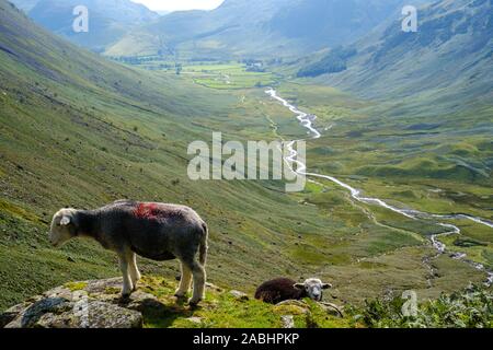 Herdwick-schafe auf der fellside, Mickleden, Lake District Stockfoto