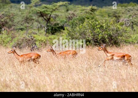 Einige weibliche Impala quer durch offenes Grasland, Querformat, Laikipia, Ol Pejeta Conservancy, Kenia, Afrika Stockfoto