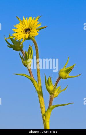 Die gelbe Blüte der Tau Prairie Plant, Kompass Pflanzen von Arten Silphion laciniatum in Aster Familie, erhebt sich über einer Wiese mit blauem Himmel Stockfoto