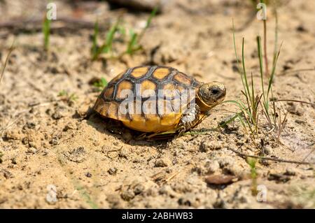 Young-Gopher-Schildkröte (Gopherus Polyphemus), Merritt Island National Wildlife Reserve, Florida, USA Stockfoto