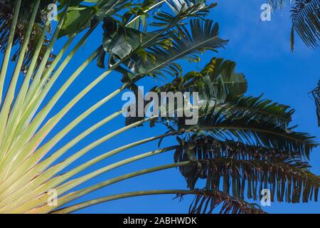 Abstraktes Bild eines tropischen Baum entlang der Riviera Maya auf der Halbinsel Yucatan in Mexiko gefunden Stockfoto