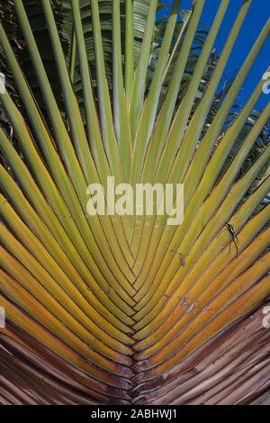 Abstraktes Bild eines tropischen Baum entlang der Riviera Maya auf der Halbinsel Yucatan in Mexiko gefunden Stockfoto