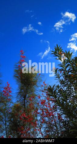 Rosa / Rot Blume der Grevillea "Eleganz", eine australische einheimische Pflanze Stockfoto