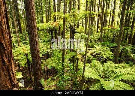 Wald von Baumfarne und riesigen Redwoods in Whakarewarewa Forest in der Nähe von Rotorua, Neuseeland Stockfoto