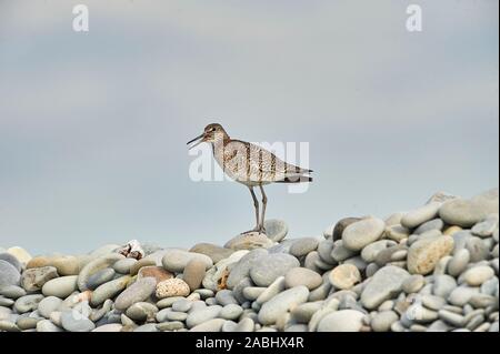 Willet (Catoptrophorus semipalmatus) auf Kieselsteinen thront, Cherry Beach, Nova Scotia, Kanada Stockfoto