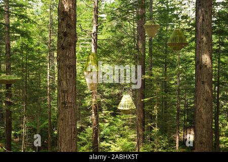 Wald von Baumfarne und riesigen Redwoods in Whakarewarewa Forest in der Nähe von Rotorua, Neuseeland Stockfoto