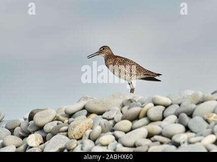 Willet (Catoptrophorus semipalmatus) auf Kieselsteinen thront, Cherry Beach, Nova Scotia, Kanada Stockfoto