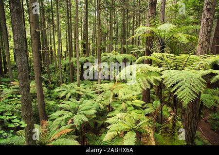 Wald von Baumfarne und riesigen Redwoods in Whakarewarewa Forest in der Nähe von Rotorua, Neuseeland Stockfoto