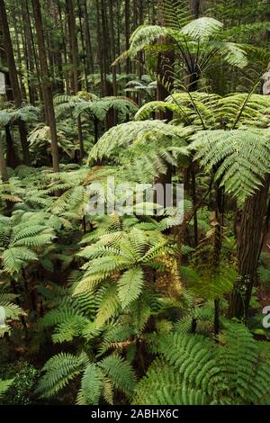 Wald von Baumfarne und riesigen Redwoods in Whakarewarewa Forest in der Nähe von Rotorua, Neuseeland Stockfoto