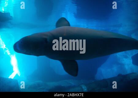 Orlando, Florida. November 22, 2019. Beluga in Wild Artic in Seaworld Stockfoto