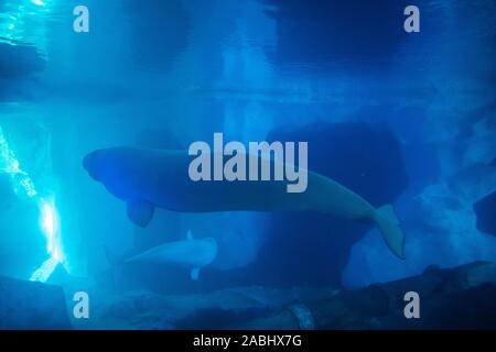 Orlando, Florida. November 22, 2019. Beluga in Wild Artic in Seaworld Stockfoto