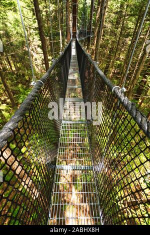 Treewalk durch den Wald der Baumfarne und riesigen Redwoods in Whakarewarewa Forest in der Nähe von Rotorua, Neuseeland Stockfoto