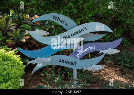 Orlando, Florida. November 22, 2019. Killer whale Unterwasser Anzeigen in Seaworld Stockfoto