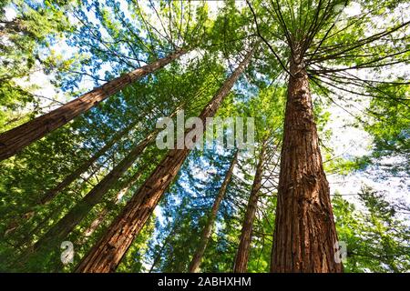 Wald von Baumfarne und riesigen Redwoods in Whakarewarewa Forest in der Nähe von Rotorua, Neuseeland Stockfoto