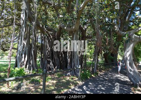 Lord Howe Island Variante des Australischen Banyan Tree oder die Moreton Bay Abb.; Ficus Macrophylla w. Columnaris, wachsen in den Königlichen Botanischen Garten Sydney Stockfoto