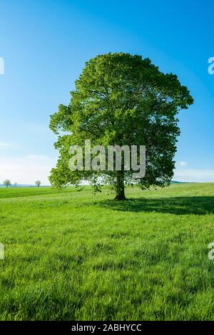 Großblättrige Linde (Tilia platyphyllos), einsamer Baum im Frühsommer, Thüringen, Deutschland Stockfoto